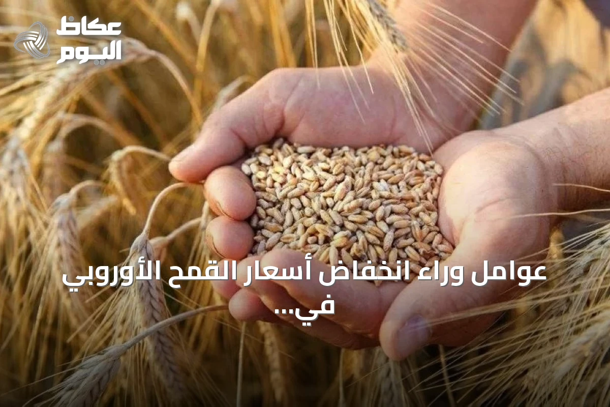 عوامل وراء انخفاض أسعار القمح الأوروبي في التعاملات اليومية