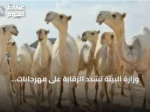 وزارة البيئة تُشدّد الرقابة على مهرجانات الإبل وتحذر من عقوبات صارمة لمخالفات الرفق بالحيوان