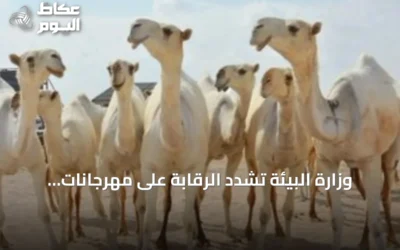 وزارة البيئة تُشدّد الرقابة على مهرجانات الإبل وتحذر من عقوبات صارمة لمخالفات الرفق بالحيوان