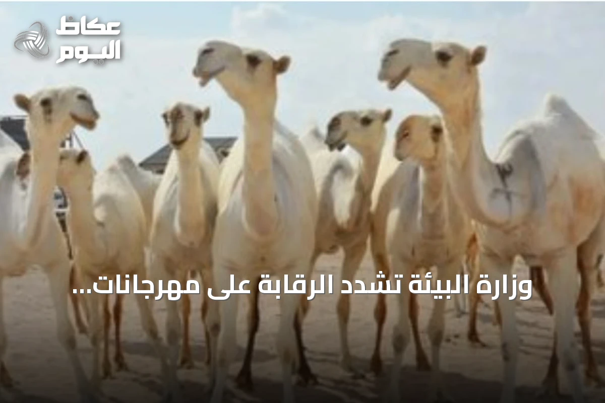وزارة البيئة تُشدّد الرقابة على مهرجانات الإبل وتحذر من عقوبات صارمة لمخالفات الرفق بالحيوان