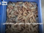 موسم صيد الروبيان ينطلق في مياه الخليج العربي مطلع أغسطس 2026