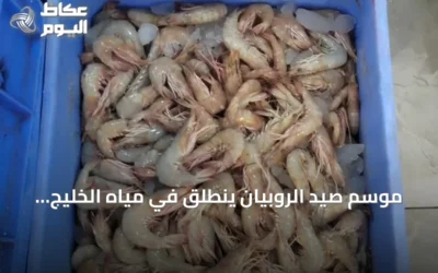 موسم صيد الروبيان ينطلق في مياه الخليج العربي مطلع أغسطس 2026