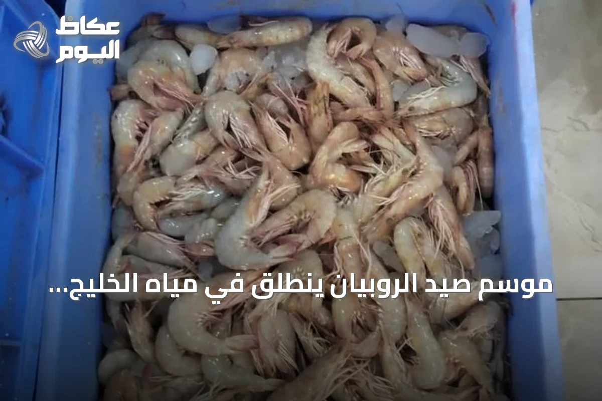 موسم صيد الروبيان ينطلق في مياه الخليج العربي مطلع أغسطس 2026