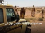 ضبط مواطن لرعيه 14 متنًا من الإبل في محمية الملك عبدالعزيز الملكية