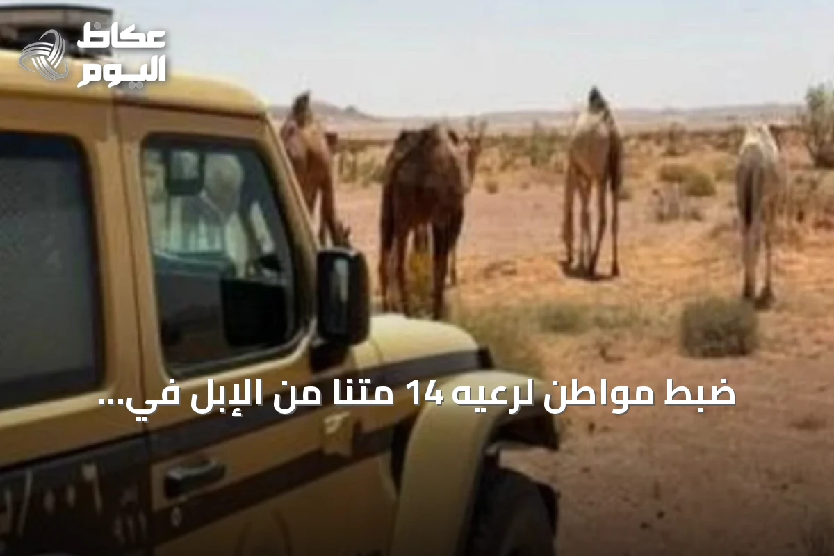 ضبط مواطن لرعيه 14 متنًا من الإبل في محمية الملك عبدالعزيز الملكية