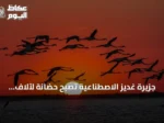 جزيرة غديز الاصطناعية تصبح حضانة لآلاف فراخ الفلامنغو في إزمير