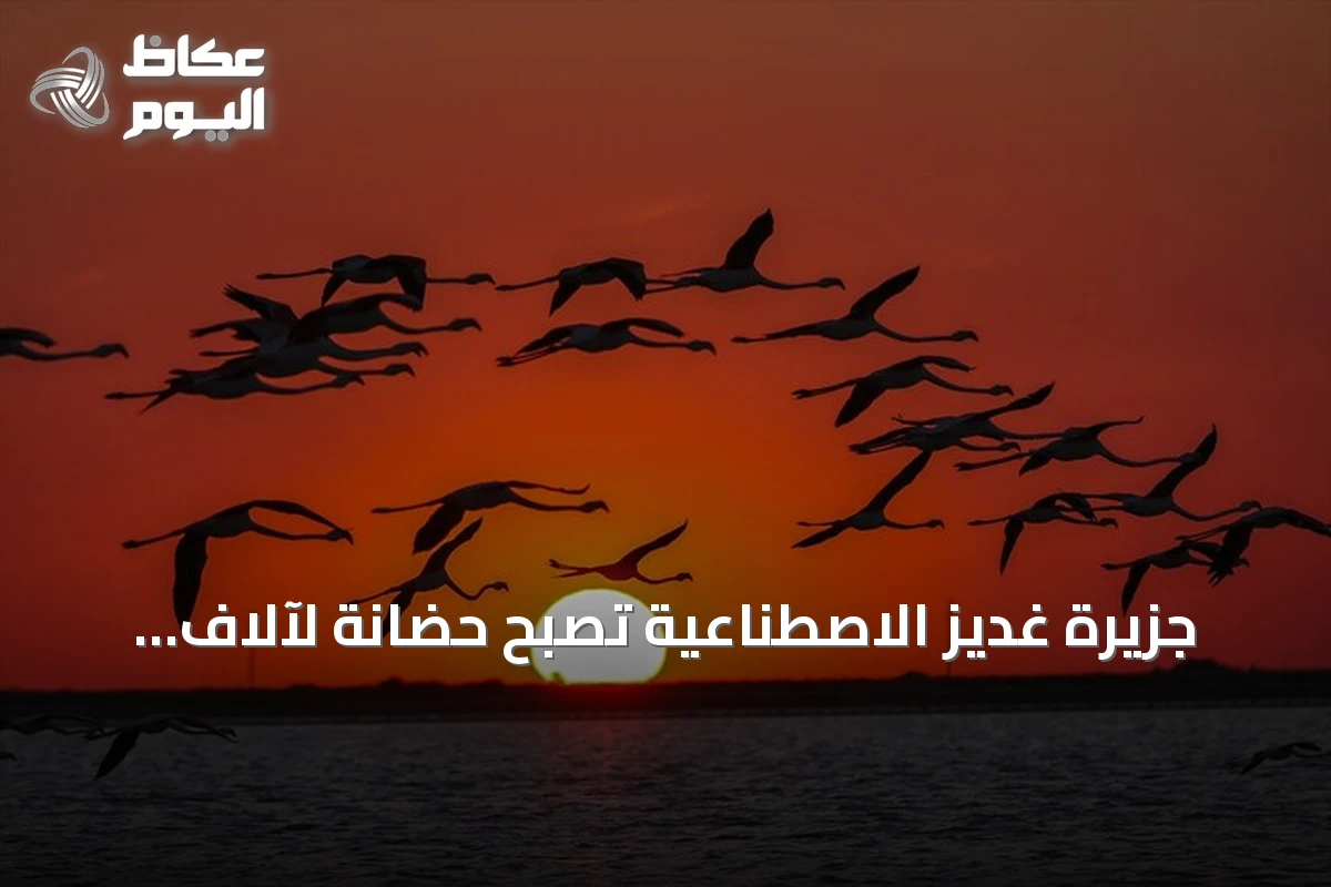 جزيرة غديز الاصطناعية تصبح حضانة لآلاف فراخ الفلامنغو في إزمير