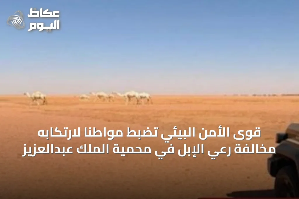 قوى الأمن البيئي تضبط مواطنًا لارتكابه مخالفة رعي الإبل في محمية الملك عبدالعزيز