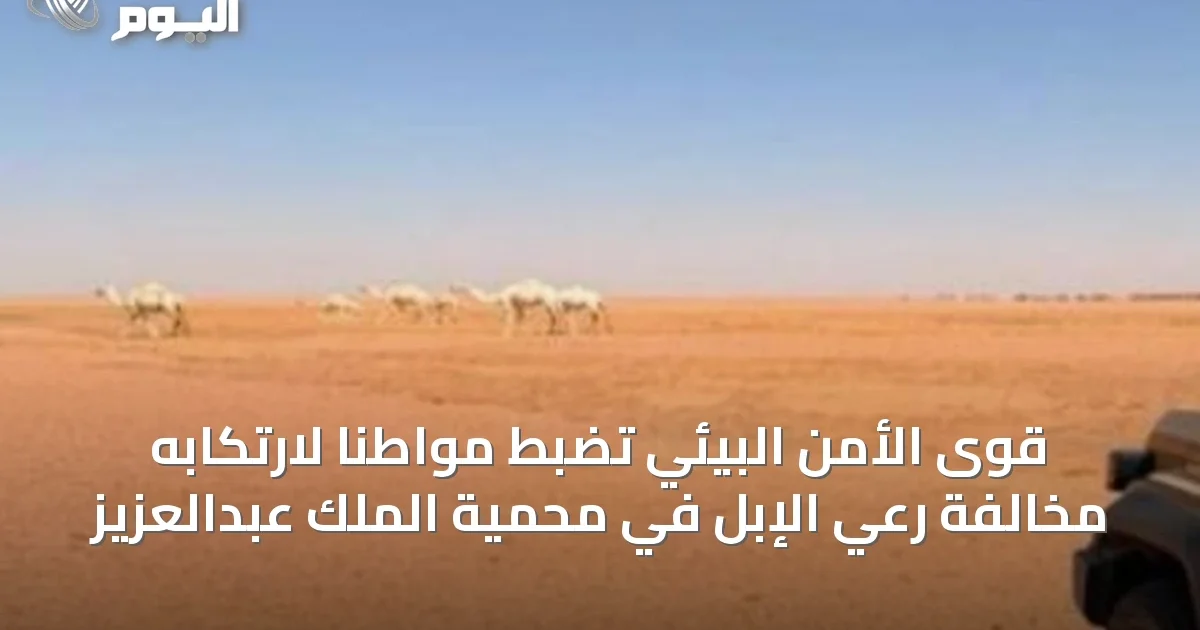 قوى الأمن البيئي تضبط مواطنًا لارتكابه مخالفة رعي الإبل في محمية الملك عبدالعزيز