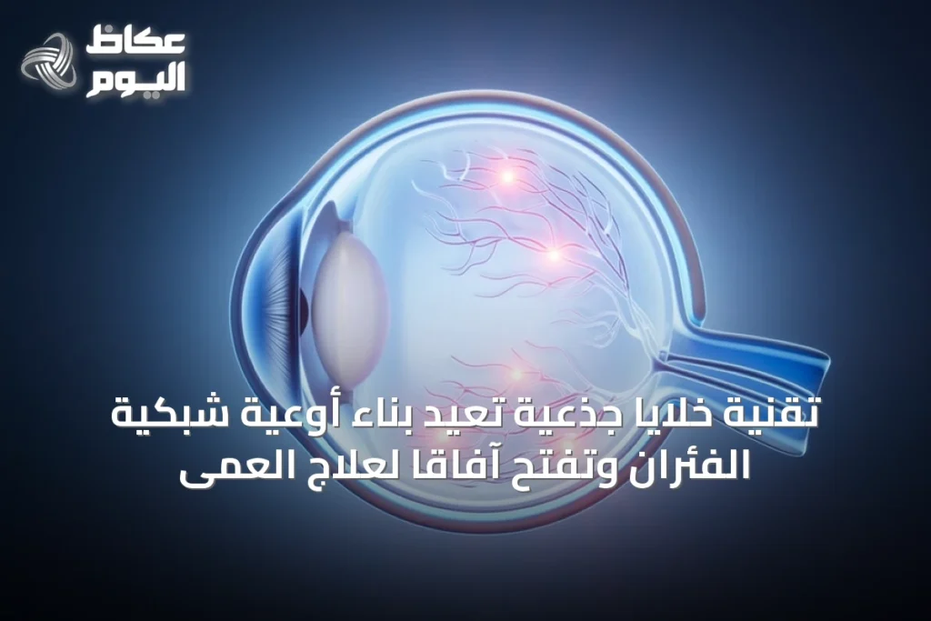 تقنية خلايا جذعية تعيد بناء أوعية شبكية الفئران وتفتح آفاقاً لعلاج العمى