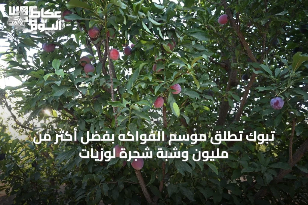 تبوك تُطلق موسم الفواكه بفضل أكثر من مليون وشبة شجرة لوزيات