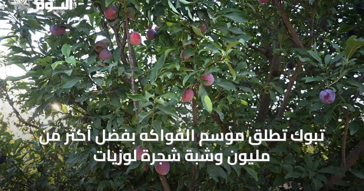 تبوك تُطلق موسم الفواكه بفضل أكثر من مليون وشبة شجرة لوزيات
