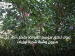 تبوك تُطلق موسم الفواكه بفضل أكثر من مليون وشبة شجرة لوزيات
