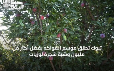 تبوك تُطلق موسم الفواكه بفضل أكثر من مليون وشبة شجرة لوزيات