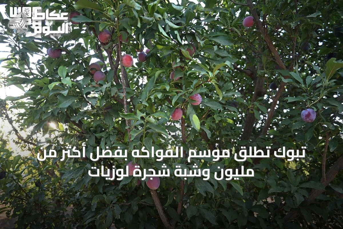 تبوك تُطلق موسم الفواكه بفضل أكثر من مليون وشبة شجرة لوزيات