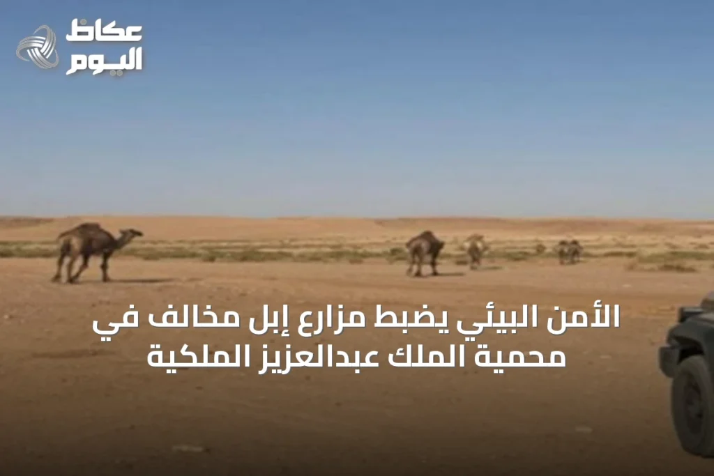 الأمن البيئي يضبط مزارع إبل مخالف في محمية الملك عبدالعزيز الملكية