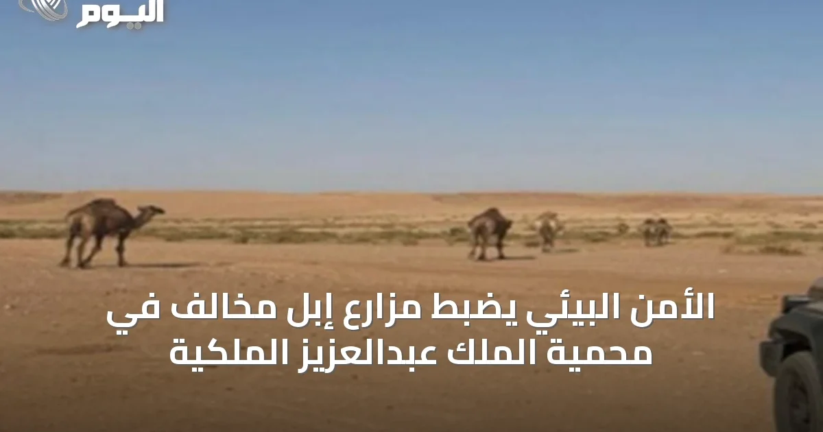 الأمن البيئي يضبط مزارع إبل مخالف في محمية الملك عبدالعزيز الملكية