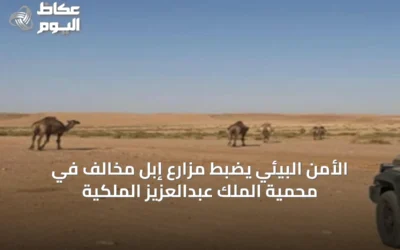 الأمن البيئي يضبط مزارع إبل مخالف في محمية الملك عبدالعزيز الملكية