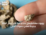 روبوت مغناطيسي بحجم حبة الأرز يفتح آفاقاً جديدة لعلاج حصوات الكلى