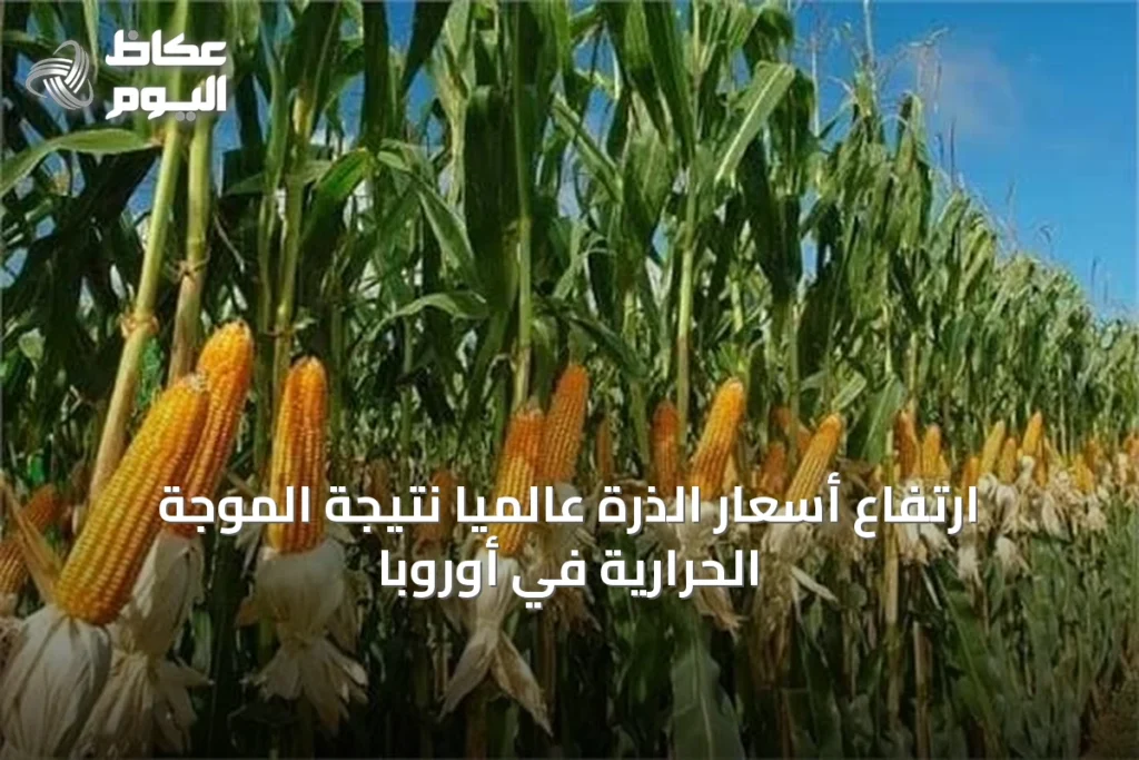 ارتفاع أسعار الذرة عالمياً نتيجة الموجة الحرارية في أوروبا