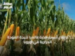 ارتفاع أسعار الذرة عالمياً نتيجة الموجة الحرارية في أوروبا