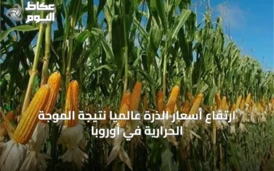 ارتفاع أسعار الذرة عالمياً نتيجة الموجة الحرارية في أوروبا