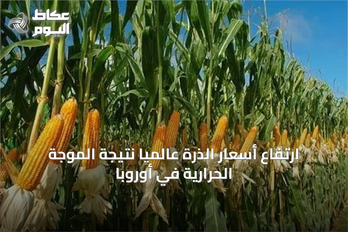 ارتفاع أسعار الذرة عالمياً نتيجة الموجة الحرارية في أوروبا