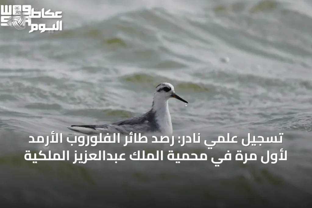 تسجيل علمي نادر: رصد طائر الفلوروب الأرمد لأول مرة في محمية الملك عبدالعزيز الملكية