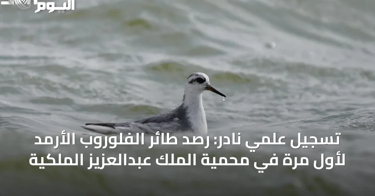 تسجيل علمي نادر: رصد طائر الفلوروب الأرمد لأول مرة في محمية الملك عبدالعزيز الملكية