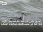 تسجيل علمي نادر: رصد طائر الفلوروب الأرمد لأول مرة في محمية الملك عبدالعزيز الملكية