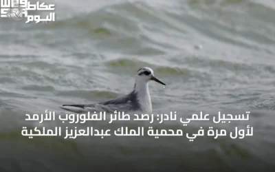 تسجيل علمي نادر: رصد طائر الفلوروب الأرمد لأول مرة في محمية الملك عبدالعزيز الملكية