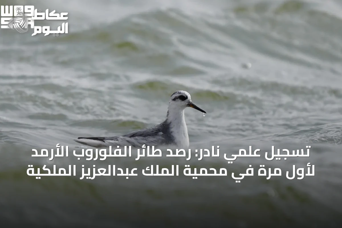 تسجيل علمي نادر: رصد طائر الفلوروب الأرمد لأول مرة في محمية الملك عبدالعزيز الملكية