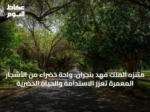 متنزه الملك فهد بنجران: واحة خضراء من الأشجار المعمرة تعزز الاستدامة والحياة الحضرية