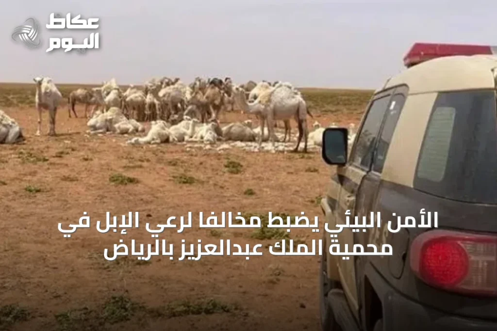 الأمن البيئي يضبط مخالفًا لرعي الإبل في محمية الملك عبدالعزيز بالرياض