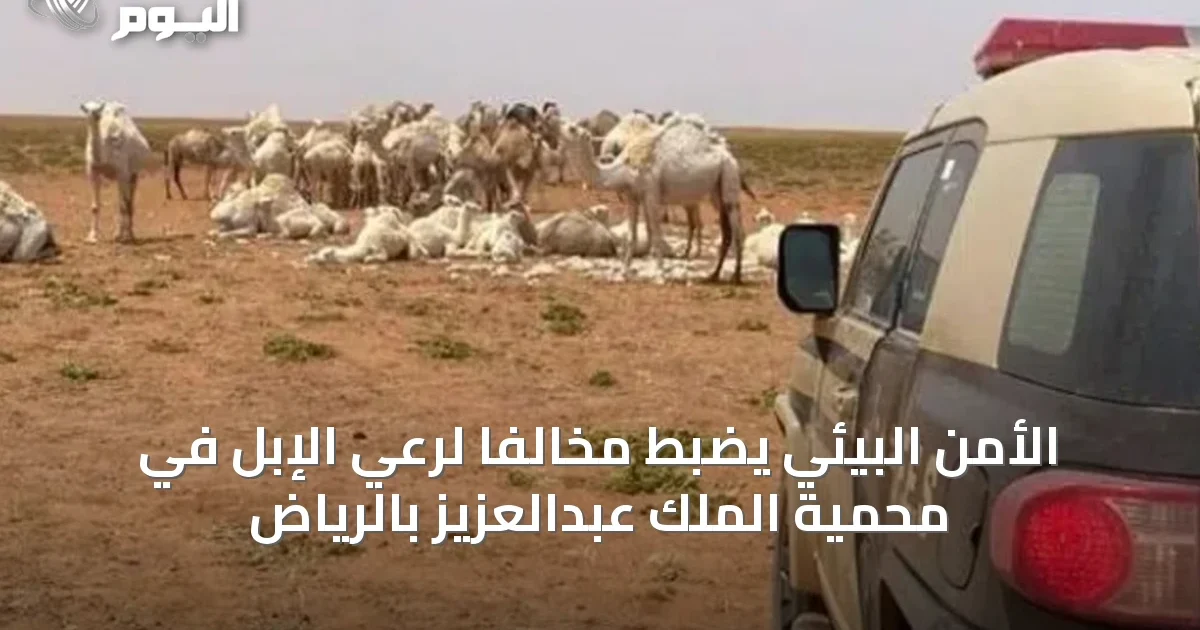 الأمن البيئي يضبط مخالفًا لرعي الإبل في محمية الملك عبدالعزيز بالرياض