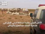 الأمن البيئي يضبط مخالفًا لرعي الإبل في محمية الملك عبدالعزيز بالرياض