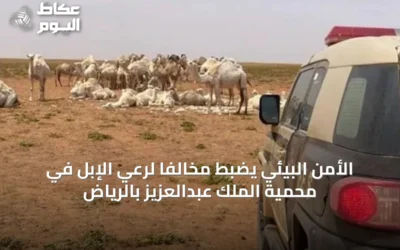 الأمن البيئي يضبط مخالفًا لرعي الإبل في محمية الملك عبدالعزيز بالرياض