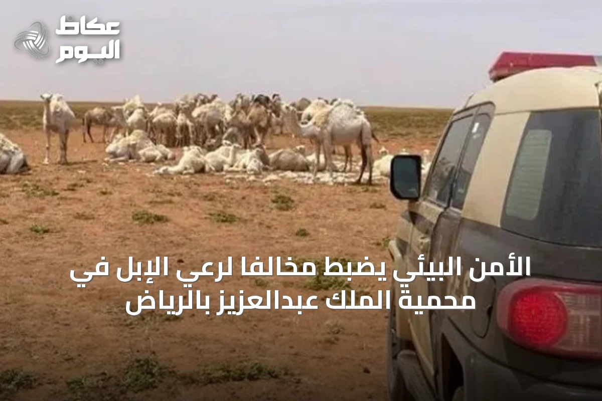 الأمن البيئي يضبط مخالفًا لرعي الإبل في محمية الملك عبدالعزيز بالرياض