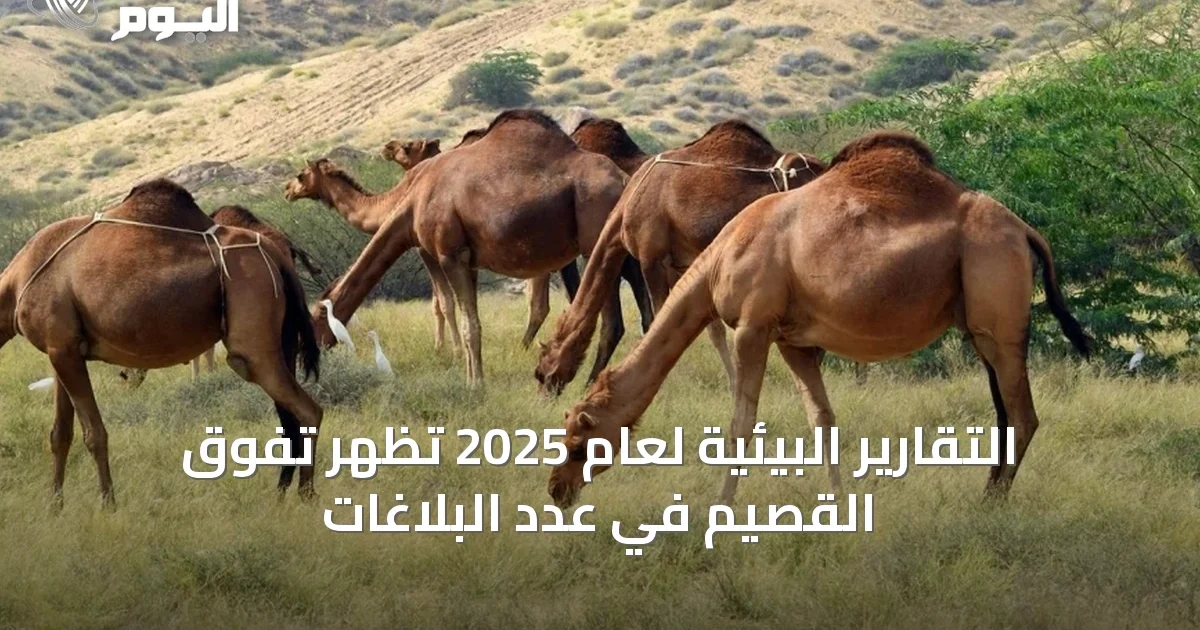 التقارير البيئية لعام 2025 تظهر تفوق القصيم في عدد البلاغات