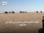 قوات الأمن البيئي تجرم رعي إبل في محمية الملك عبدالعزيز وتفرض غرامة على المخالف