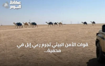 قوات الأمن البيئي تجرم رعي إبل في محمية الملك عبدالعزيز وتفرض غرامة على المخالف