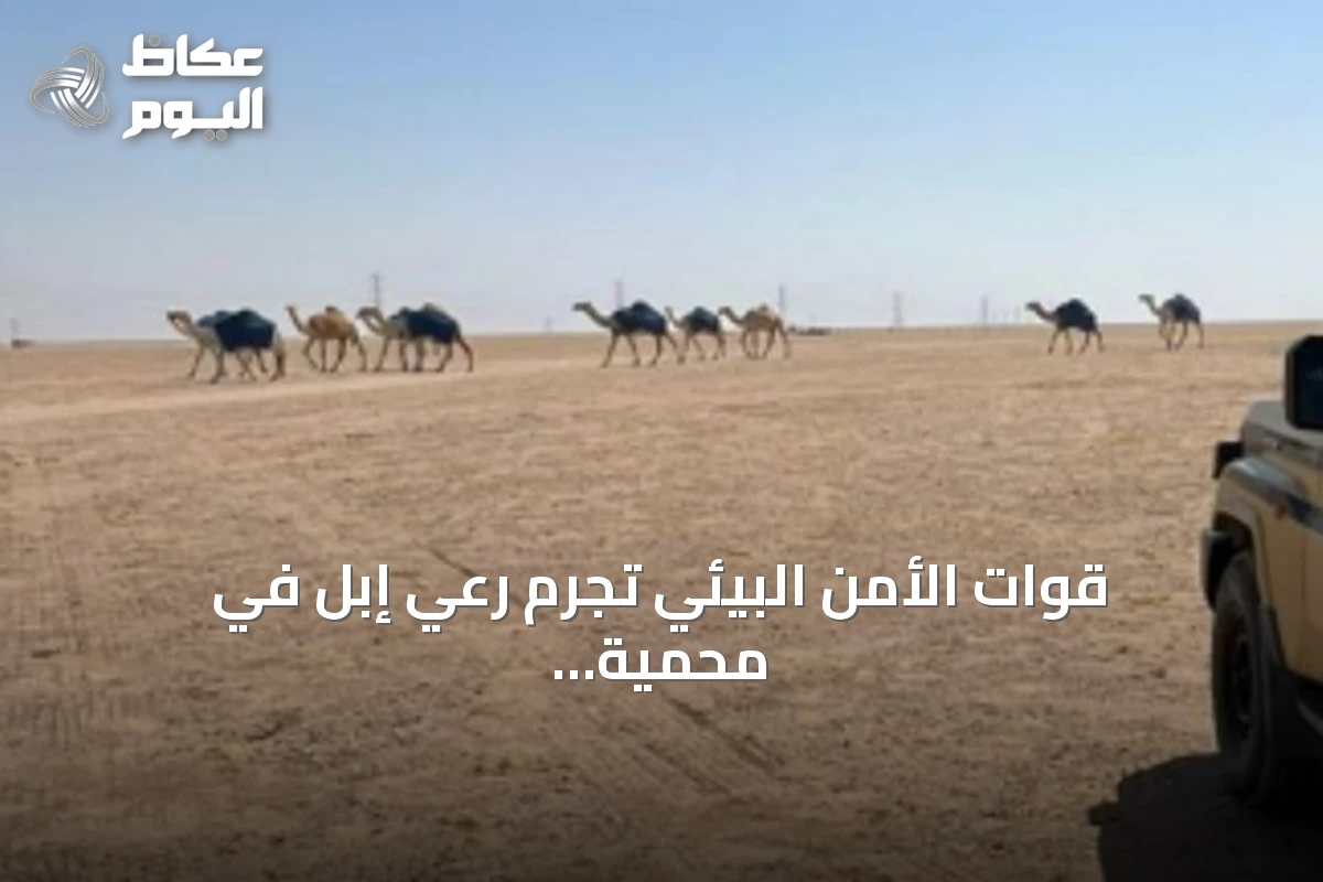 قوات الأمن البيئي تجرم رعي إبل في محمية الملك عبدالعزيز وتفرض غرامة على المخالف