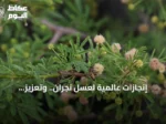 إنجازات عالمية لعسل نجران.. وتعزيز للاقتصاد المحلي عبر منتجات تحويلية