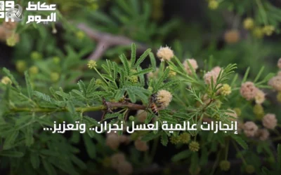إنجازات عالمية لعسل نجران.. وتعزيز للاقتصاد المحلي عبر منتجات تحويلية