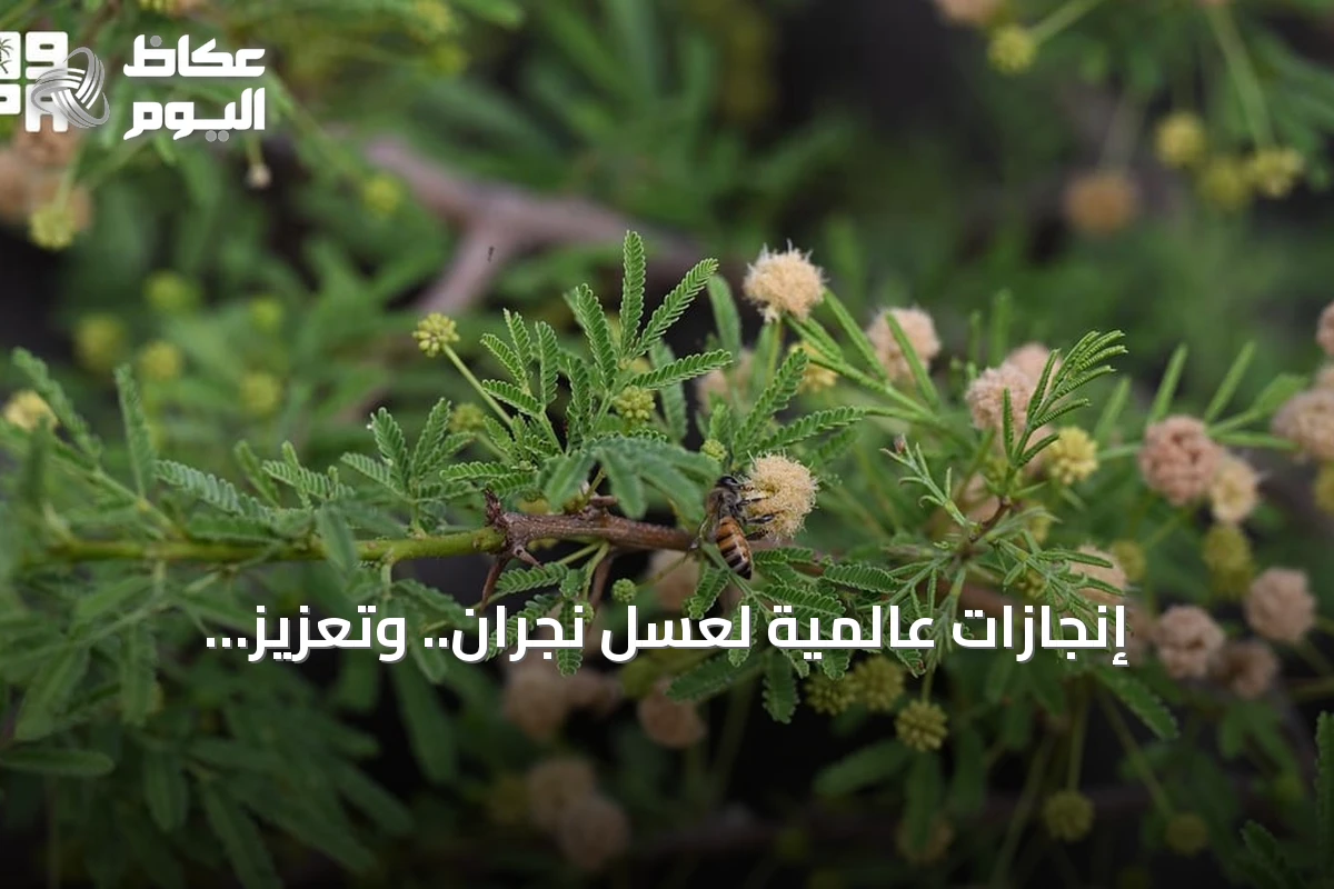 إنجازات عالمية لعسل نجران.. وتعزيز للاقتصاد المحلي عبر منتجات تحويلية