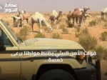 قوات الأمن البيئي يضبط مواطنًا يرعى خمسة عشر متناً من الإبل في محمية الإمام تركي بن عبدالله