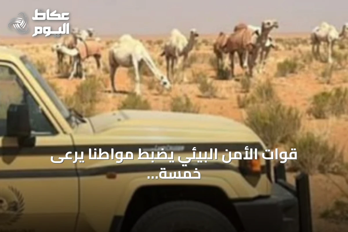 قوات الأمن البيئي يضبط مواطنًا يرعى خمسة عشر متناً من الإبل في محمية الإمام تركي بن عبدالله