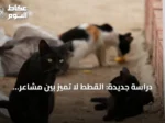 دراسة جديدة: القطط لا تميز بين مشاعر البشر في الصوت