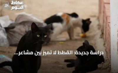 دراسة جديدة: القطط لا تميز بين مشاعر البشر في الصوت