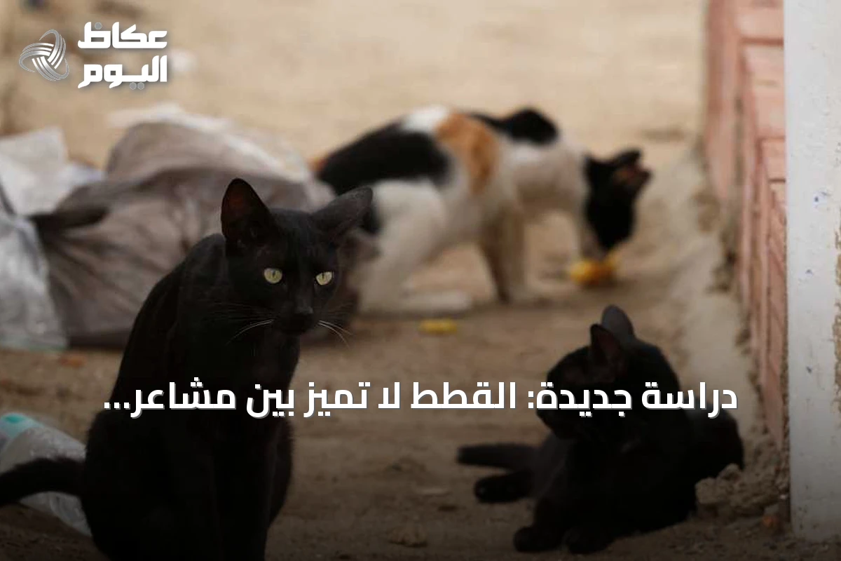 دراسة جديدة: القطط لا تميز بين مشاعر البشر في الصوت